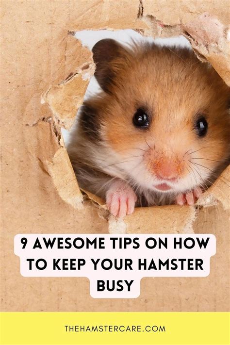 c hamster|Guide to keeping Hamsters